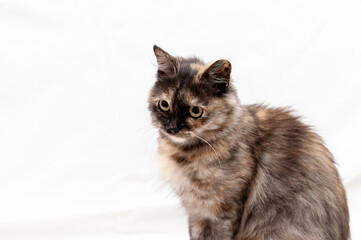 soft focus of cute tabby cat sitting on white blanket and looking away in shelter