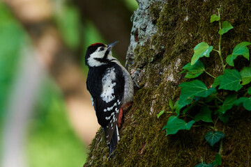 Great spotted woodpecker ,,dendrocops major,, sitting in deep forest, Slovakia, Europe