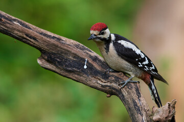 Great spotted woodpecker ,,dendrocops major,, sitting in deep forest, Slovakia, Europe