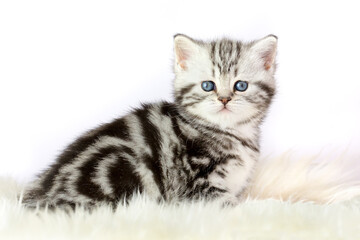 Portrait of black silver tabby blotched kitten