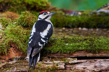 Great spotted woodpecker ,,dendrocops major,, sitting in deep forest, Slovakia, Europe