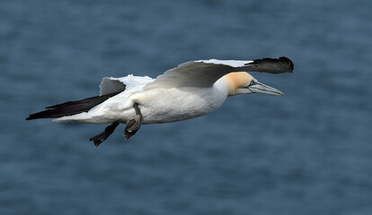 Gannet at large colony of Bempton cliffs in east Yorkshire. UK.