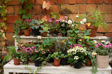 Fototapeta na wymiar home decoration plants. home gardening concept. Collection of houseplants and ornamental plants in pots on wooden table against brick wall on terrace. Plant care. Modern composition of home garden. 