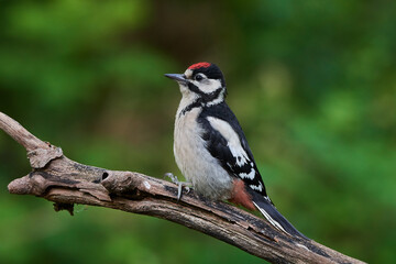 Great spotted woodpecker ,,dendrocops major,, sitting in deep forest, Slovakia, Europe