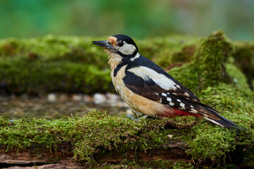 Great spotted woodpecker ,,dendrocops major,, sitting in deep forest, Slovakia, Europe