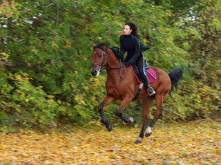 Equestrian riding horse down the forest path in the autumn evening