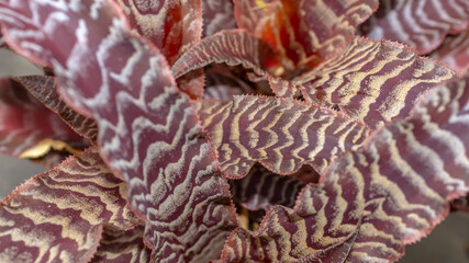 Isolated Cryptanthus zonatus isolated on black background. Decorative houseplant
