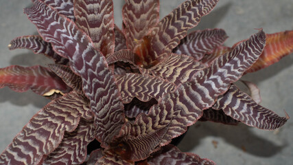 Isolated Cryptanthus zonatus isolated on black background. Decorative houseplant