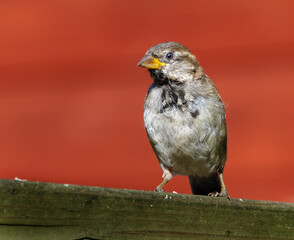 House sparrow looking for food in urban house garden.