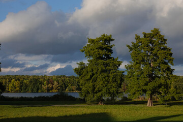 bew&ouml;lkter Himmel &uuml;ber B&auml;umen