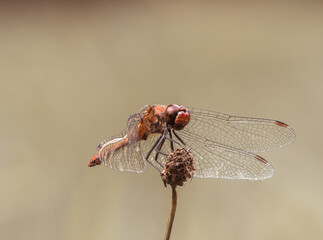 Detailreiche Nahaufnahme von einer roten Libelle die mit ausgebreiteten Flügeln auf einer Pflanze sitzt.