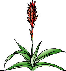 インコアナナス