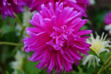 Very beautiful bright pink aster in the garden.