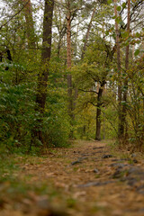 Autumnal Forest. Footpath among tall trees.