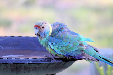 Wild Mallee Ringneck (Barnardius zonarius barnardi) at birdbath, South Australia