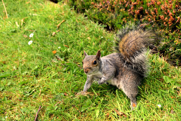 squirrel in the park