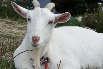 white goat on