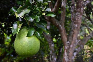 A large round green pomelo fruit hanging on its tree. It has a sweet and sour taste and can be stored for a long time. Thai people can grow this plant all over the provinces.