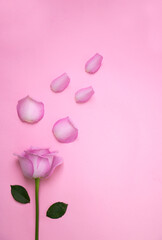 beautiful roses on the Romantic pink background 
