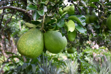 A large round green pomelo fruit hanging on its tree. It has a sweet and sour taste and can be stored for a long time. Thai people can grow this plant all over the provinces.