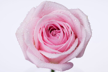 beautiful pink rose
