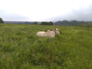 Fototapeta premium Buffalo on the meadow