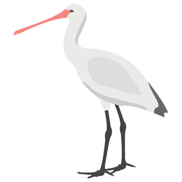 
A bird with long legs called white stork 
