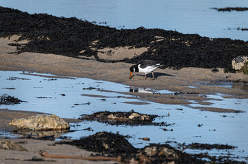 Oystercatcher, Feeding on the Beach, Berwick-Upon-Tweed, Northumberland
