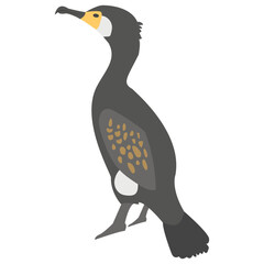 
A bird with pointed short beak in black and white color, cormorant 

