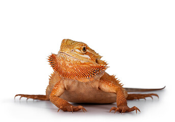 Young adult orange Bearded Dragon aka Pogona Vitticeps, standing facing front with head turned to the side. Isolated on white background.