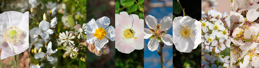 Flores silvestres blancas