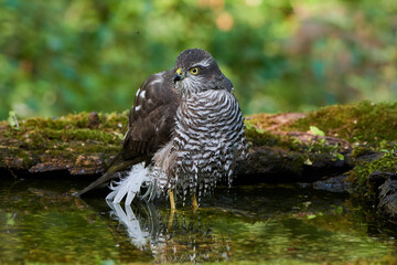 Eurasian sparrowhawk ,,Accipiter nisus,, in natural environment, Danube forest, Slovakia, Europe