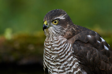 Eurasian sparrowhawk ,,Accipiter nisus,, in natural environment, Danube forest, Slovakia, Europe