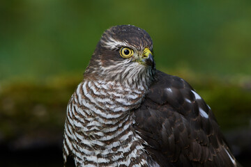 Eurasian sparrowhawk ,,Accipiter nisus,, in natural environment, Danube forest, Slovakia, Europe