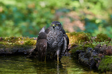 Eurasian sparrowhawk ,,Accipiter nisus,, in natural environment, Danube forest, Slovakia, Europe