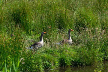 animals roaming free in nature near Zaanse Schans, Netherlands