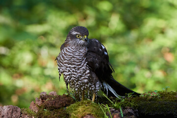 Eurasian sparrowhawk ,,Accipiter nisus,, in natural environment, Danube forest, Slovakia, Europe