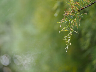 green coniferous tree branch with dew drops and cobwebs on a blurry green background