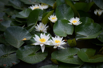 White water lilies in a dark overgrown backwater