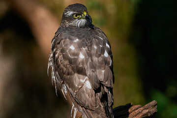 Eurasian sparrowhawk ,,Accipiter nisus,, in natural environment, Danube forest, Slovakia, Europe