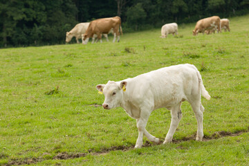 young cattle walking around on a meadow