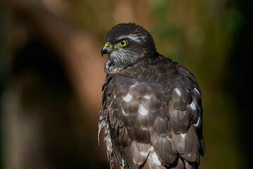 Eurasian sparrowhawk ,,Accipiter nisus,, in natural environment, Danube forest, Slovakia, Europe