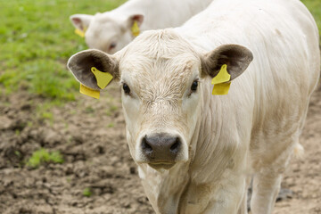 close up of a face of a young cattle on a meadow