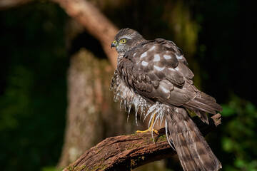 Eurasian sparrowhawk ,,Accipiter nisus,, in natural environment, Danube forest, Slovakia, Europe