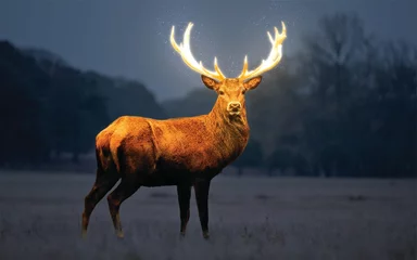 Poster Im Rahmen glowing deer  © Nazrul