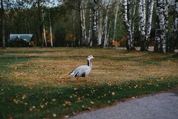 white stork in the grass