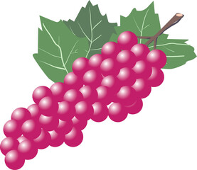 ブドウ