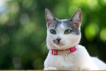 Fototapeta premium A beautiful white female cat with yellow eyes and gray ears enjoying the sunset in the garden. Pink collar. Animal world. Pet Lover. Animals defender. Cat lover. Golden hour.