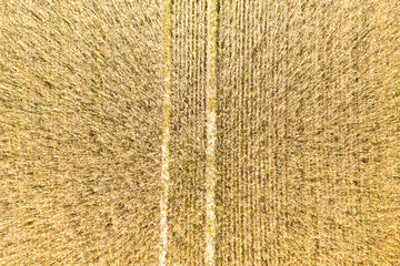 a wheat field from above