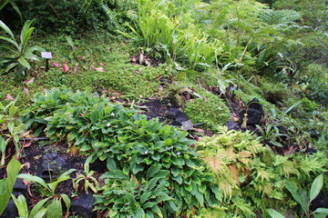 in the singapore botanic gardens 